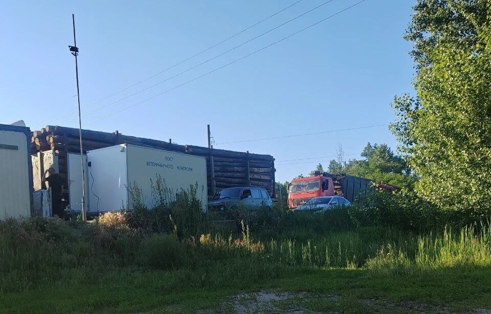 В Воронежской области выявили вспышку африканской чумы свиней в одном из хозяйств группы «Агроэко»